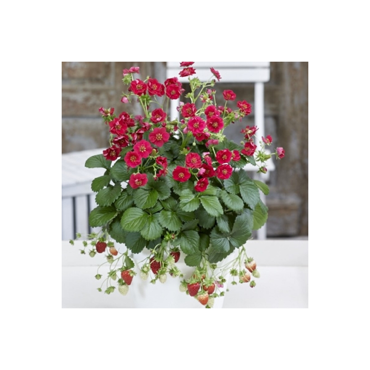 Jahodník Summer Breeze Rose F1 - Fragaria ananassa - semena jahodníku - 10 ks