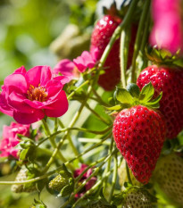 Jahodník Summer Breeze Cherry F1 - Fragaria ananassa - semena jahodníku - 10 ks