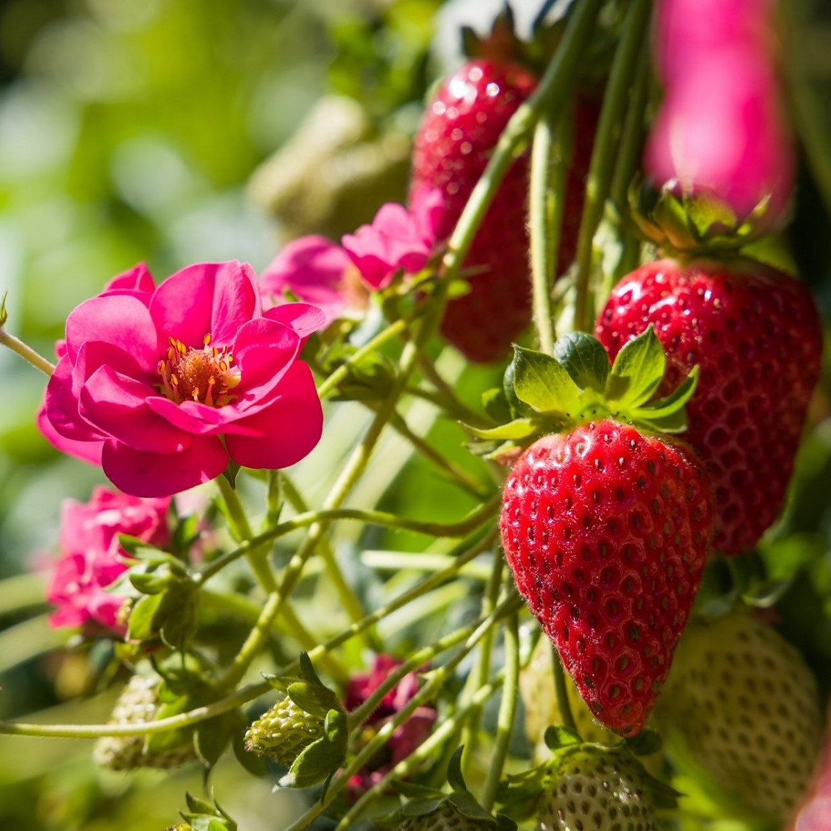 Jahodník Summer Breeze Cherry F1 - Fragaria ananassa - semena jahodníku - 10 ks
