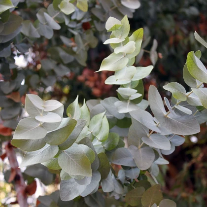 Eukalyptus Silver dollar - Blahovičník - Eucalyptus cinerea - semena eukalyptu - 7 ks