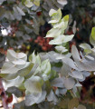 Eukaliptus Silver Dollar – srebrni evkaliptus – Eucalyptus cinerea – semena evkaliptusa – 7 kosov
