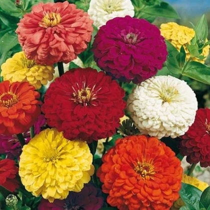 Ostálka jiřinkokvětá směs barev - Zinnia elegans - semena ostálky - 50 ks