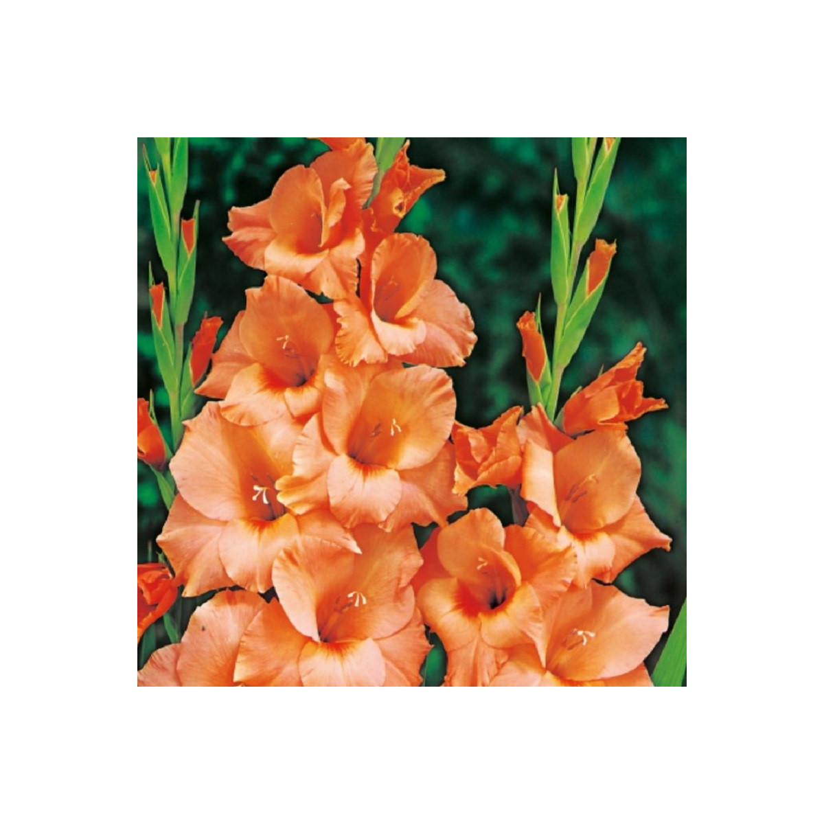 Gladiol Peter Pears - Gladiolus - hlízy mečíku - 3 ks