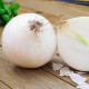Čebula sadika zimska Snowball - Allium cepa - čebulice - 50 kos