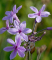 Divji česen BIO – Allium sativum – ekološka čebula česna – 1 kos