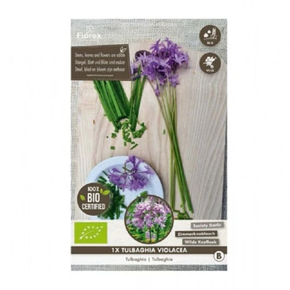 Česnek divoký BIO - Allium sativum - cibule česneku - 1 kus