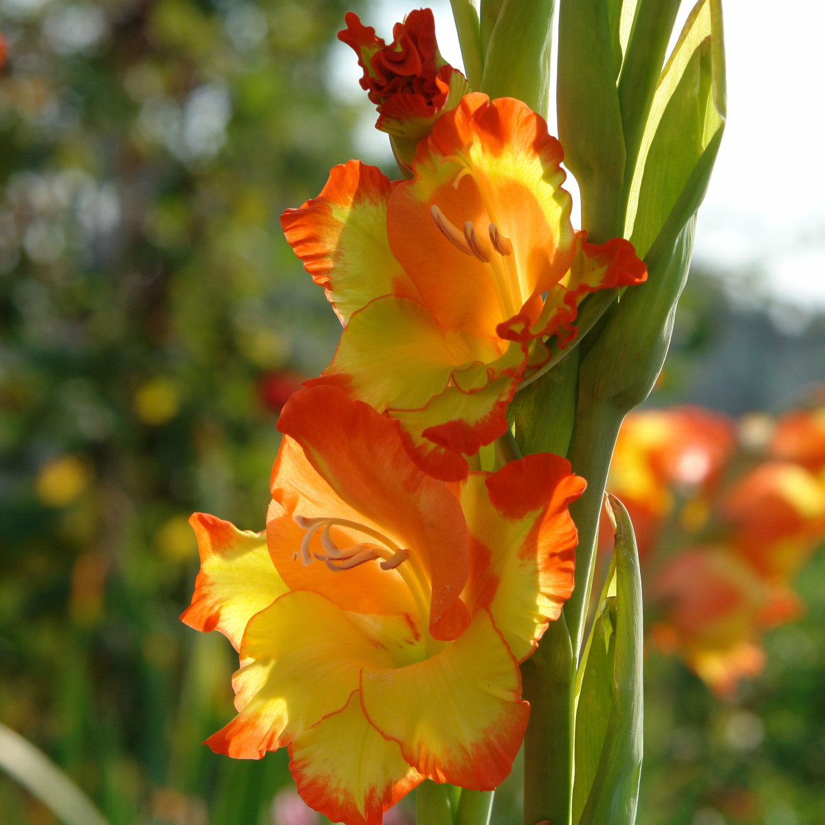 Gladiol Princess Margaret Rose - Gladiolus - hlízy mečíku - 3 ks