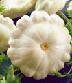 Patizon Delikates – Cucurbita pepo – semena patizona – 15 kosov