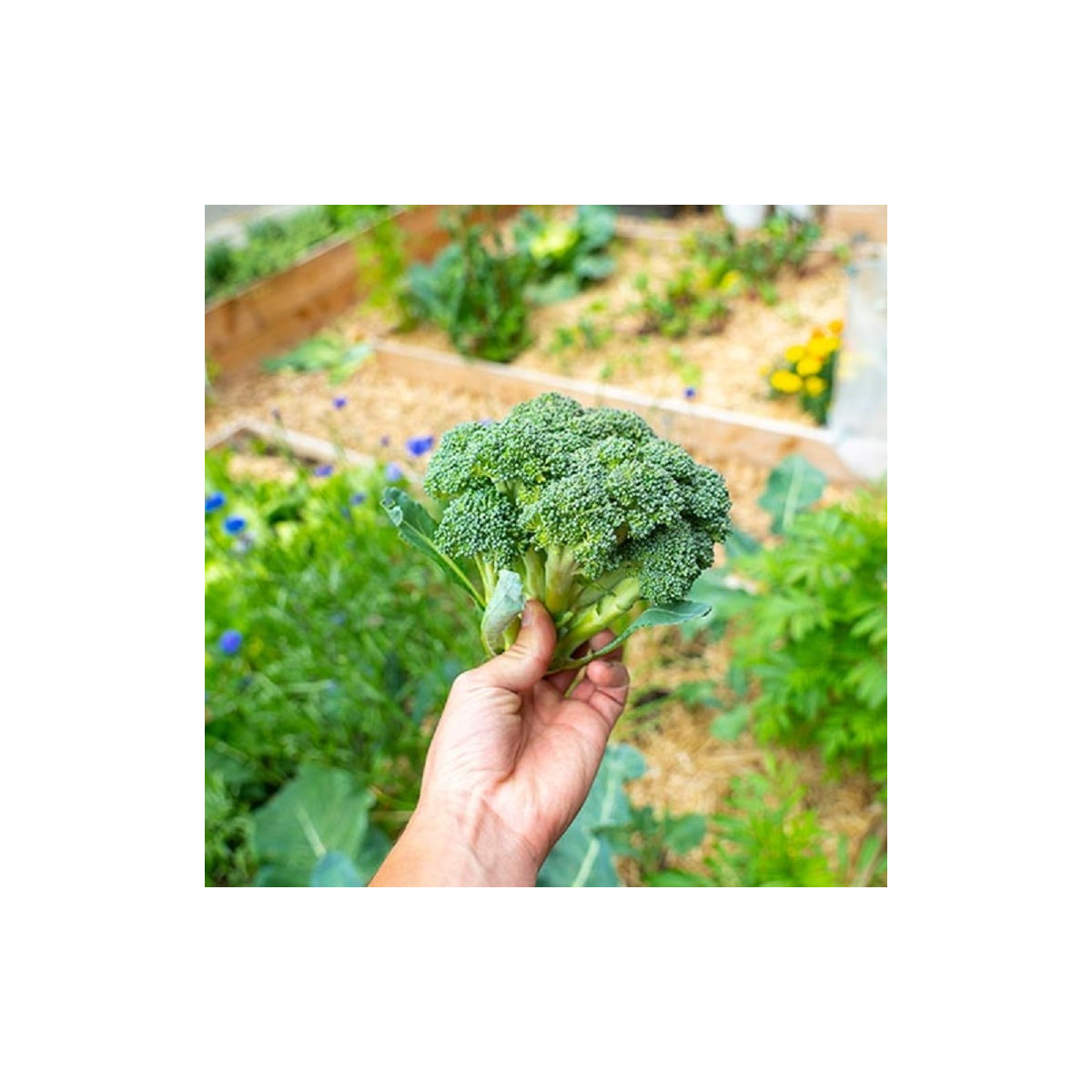 BIO Brokolice Calabrese Natalino - Brassica oleracea L. - bio semena brokolice - 30 ks