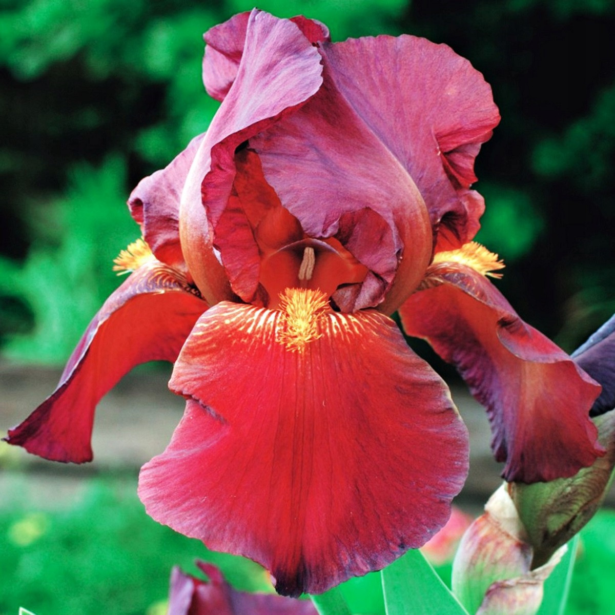 Kosatec německý Red Zinger - Iris germanica - hlízy kosatce - 1 ks