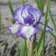 Kosatec nízký Petit Polka - Iris pumila - hlízy kosatce - 1 ks
