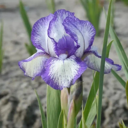 Kosatec nízký Petit Polka - Iris pumila - hlízy kosatce - 1 ks