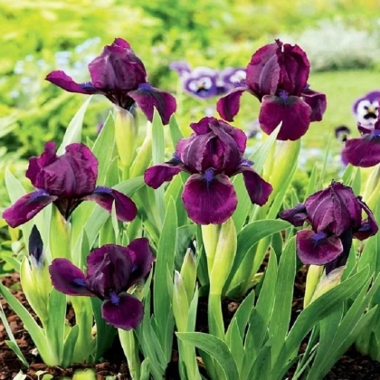 Kosatec nízký Cherry Garden - Iris pumila - hlízy kosatce - 1 ks