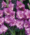 Gladiola Tango - Gladiolus - čebulice mečka - 3 kosi
