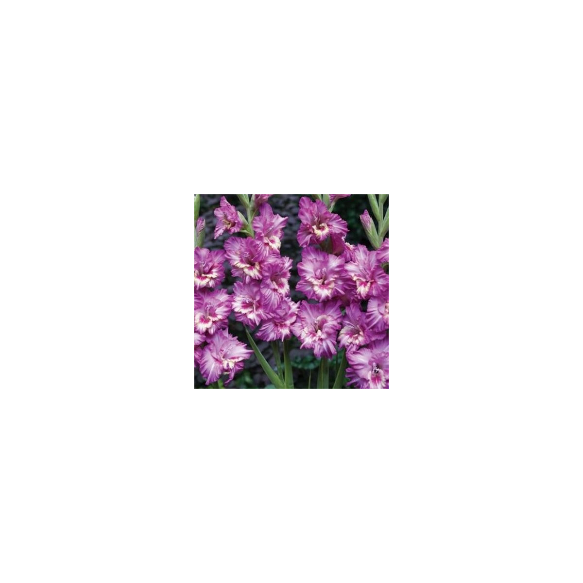Gladiol Tango - Gladiolus - hlízy mečíku - 3 ks