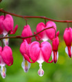 Čudovita srčasta roža – Dicentra spectabilis – gomolji srčaste rože – 1 kos