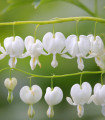 Čudovita bela srčasta roža – Dicentra spectabilis – gomolji srčaste rože – 1 kos