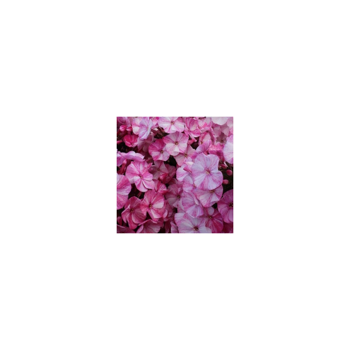 Plaménka Freckle Red Shades - Phlox - prostokořenné sazenice plaménky - 1 ks