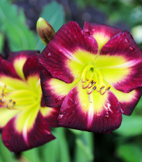 Denivka Night Beacon - Hemerocallis - hlízy denivky - 1 ks