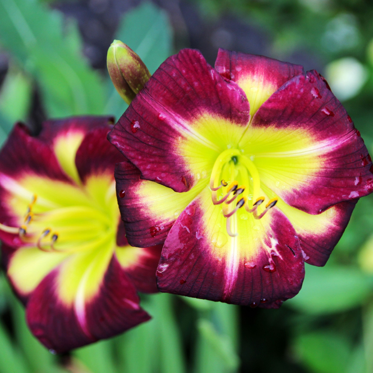 Denivka Night Beacon - Hemerocallis - hlízy denivky - 1 ks