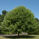 Liliovník tulipánokvětý - Liriodendron tulipifera - semena liliovníku - 10 ks
