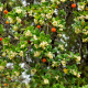 Jahodový strom - Planika obecná - Arbutus unedo - semena jahodového stromu - 5 ks