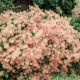Ruj vlasatá - Cotinus coggygria - semena ruje - 7 ks