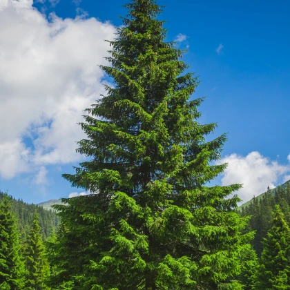 Borovice gerardiana - Pinus gerardiana - semena borovice - 5 ks