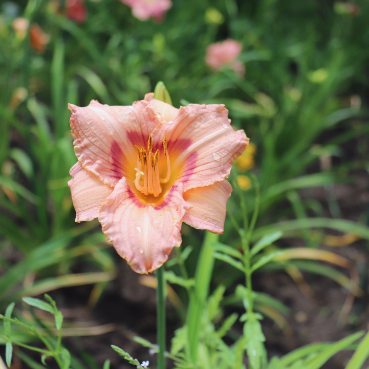 Denivka Longsfield Glory - Hemerocallis - hlízy denivky - 1 ks