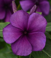 Barvínek Tatoo Blueberry - Catharanthus - semena barvínku - 20 ks
