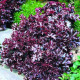Dlužicha Melting Fire - Heuchera - semena dlužichy - 15 ks