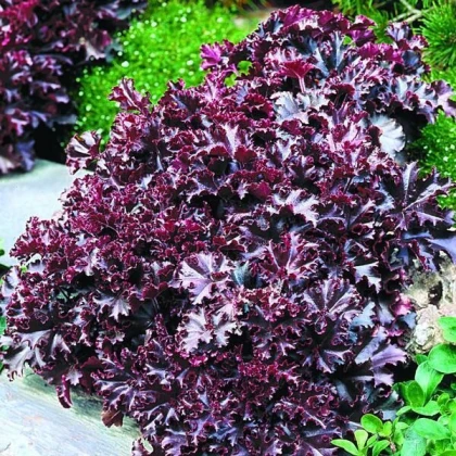 Dlužicha Melting Fire - Heuchera - semena dlužichy - 15 ks