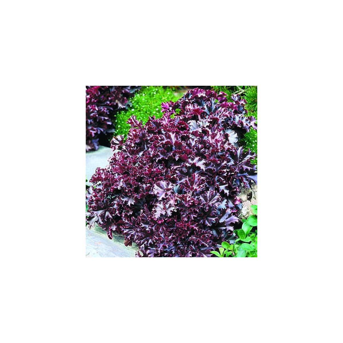 Dlužicha Melting Fire - Heuchera - semena dlužichy - 15 ks
