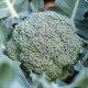 BIO Brokolice Rasmus KS - Brassica oleracea L. - bio semena brokolice - 20 ks
