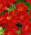 Čarovnica Magic Red – Mimulus hybridus – semena čarovnice – 30 kosov