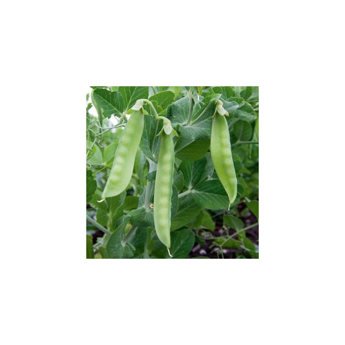 BIO Hrách cukrový Ambrosia - Pisum sativum - bio semena hrachu - 45 ks