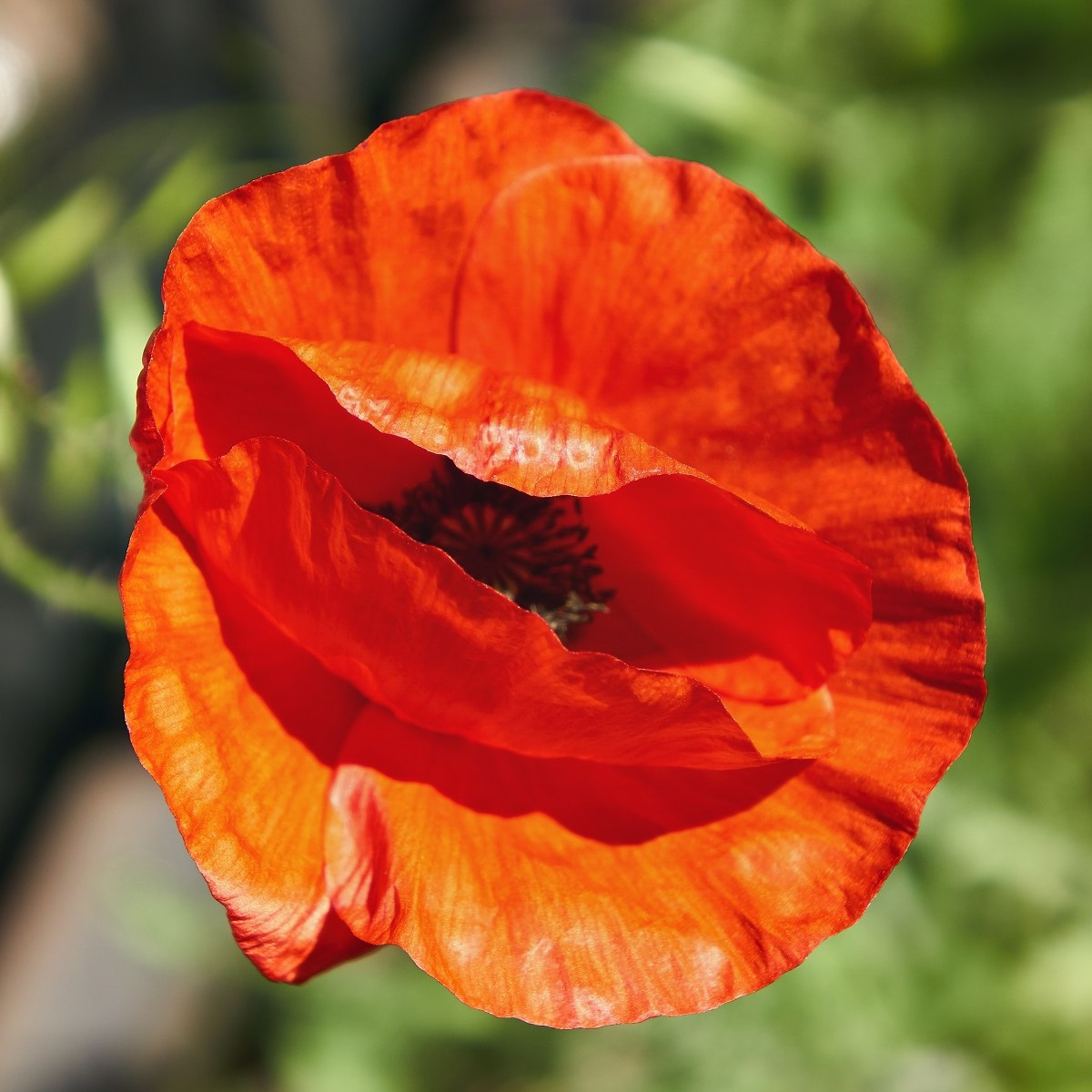 Mák východní - Papaver orientalis - prostokořenné sazenice máku - 1 ks