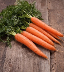 BIO zgodnja korenja Touchon – Daucus carota – ekološka semena korenja – 200 kosov