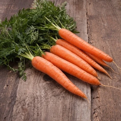 BIO zgodnja korenja Touchon – Daucus carota – ekološka semena korenja – 200 kosov