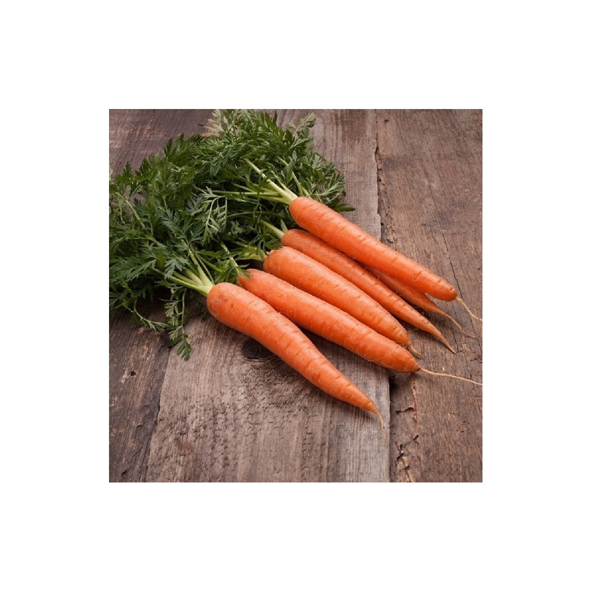 BIO zgodnja korenja Touchon – Daucus carota – ekološka semena korenja – 200 kosov