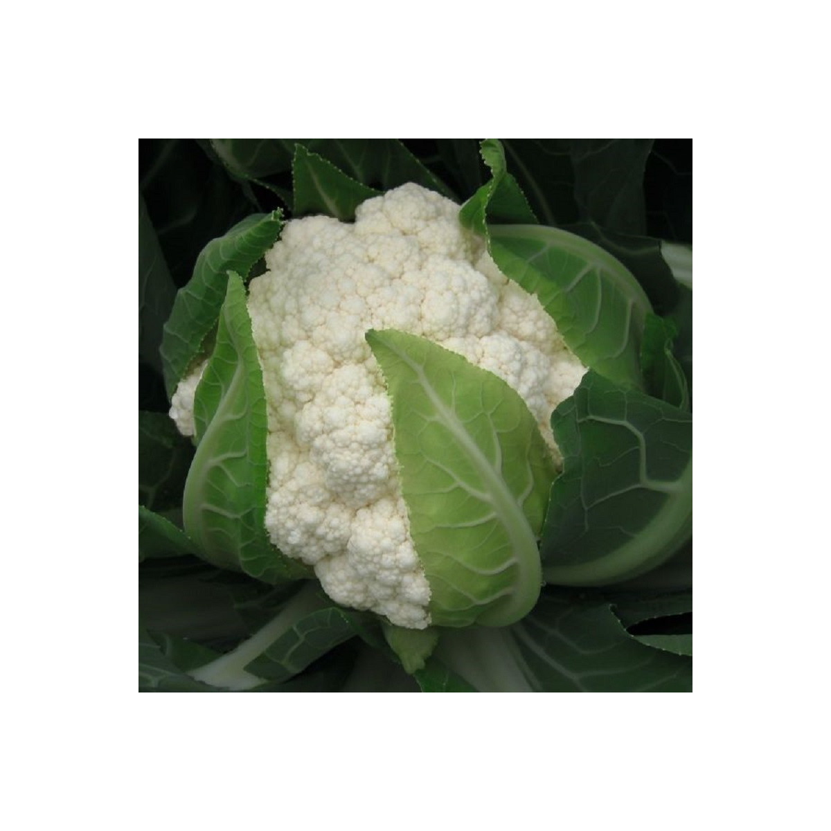 BIO Květák Flamenco F1 - Brassica oleracea - bio semena květáku - 15 ks