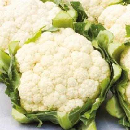 BIO Květák pozdní Tabiro - Brassica oleracea - bio semena květáku - 20 ks