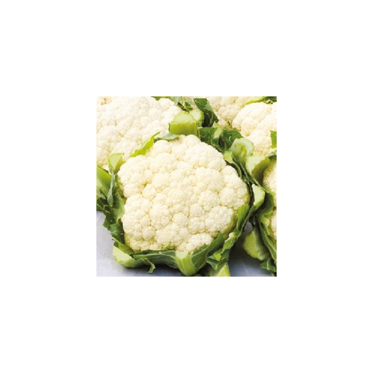 BIO Květák pozdní Tabiro - Brassica oleracea - bio semena květáku - 20 ks