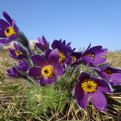 Koniklec modrý - Pulsatilla - prostokořenné sazenice - 1 ks