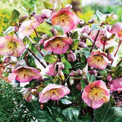 Čemeřice Montsegur - Helleborus - prostokořenné sazenice čemeřice - 1 ks