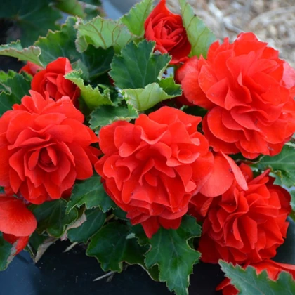 Begónie Nonstop F1 Red - Begonia tuberhybrida - semena begónie - 20 ks