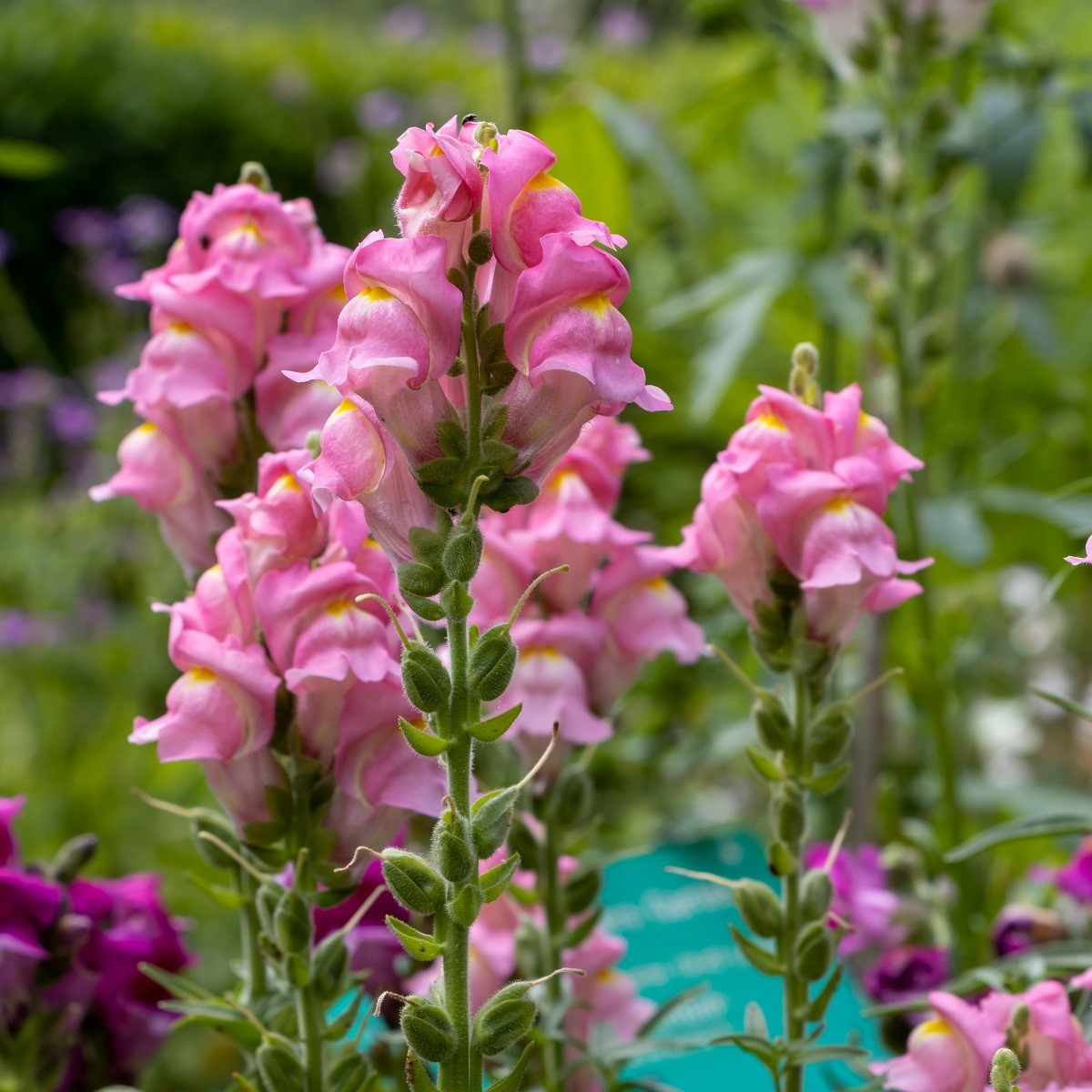 Hledík větší Rocket F1 Rose - Antirrhinum majus - semena hledíku - 20 ks