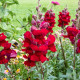 Veliki nagelj Rocket F1 Red – Antirrhinum majus – semena nageljnov – 20 kosov