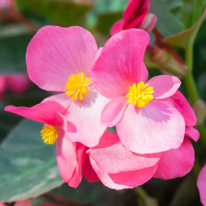 Begónie Superstar F1 Rose - Begonia semperflorens - semena begónie - 20 ks