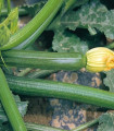 BIO Bučka F1 Partenon - Cucurbita pepo - BIO semena bučke - 5 kosov
